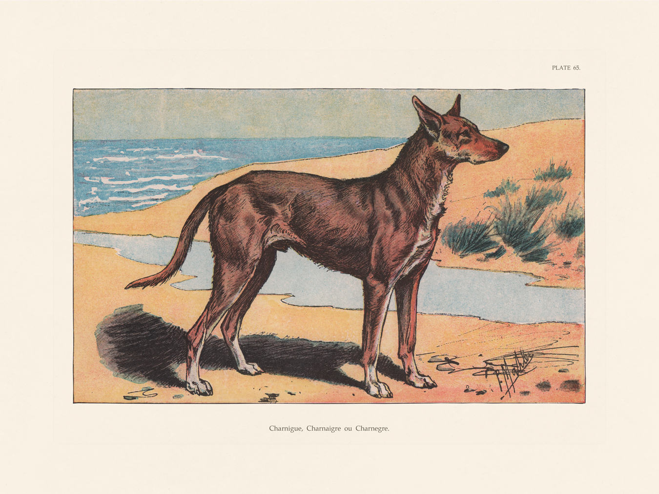 Les Chiens Dogs & Others